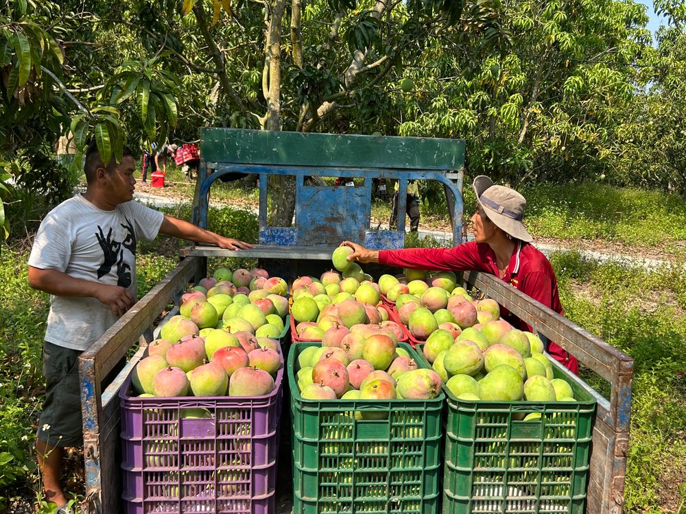 Farm workers loading crates of harvested mangoes onto a truck